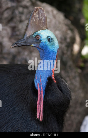 Südlichen Helmkasuar Casuarius Casuarius, Etty Bay, Queensland, Australien Stockfoto