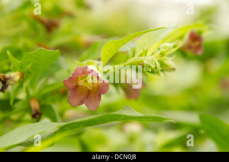 Tollkirsche. Atropa belladonna Stockfoto