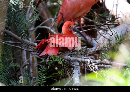 Scarlet Ibis sitzen auf nest Stockfoto