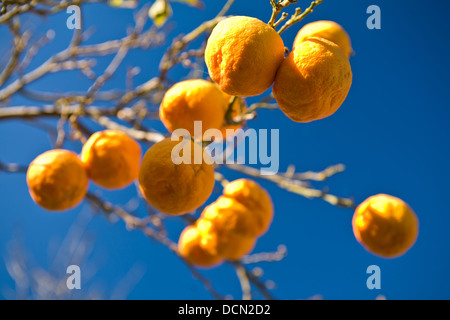 Orangen wachsen an Bäumen in der Region Murcia, Spanien. Stockfoto