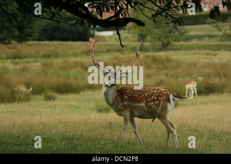 Männliche Damhirsche bergende Stockfoto