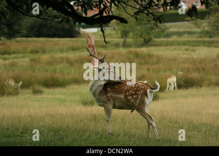 Männliche Damhirsche Pflege. Stockfoto