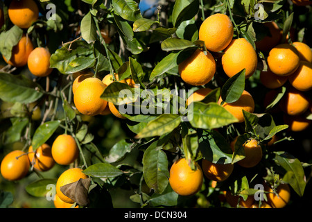 Orangen wachsen an Bäumen in der Region Murcia, Spanien. Stockfoto