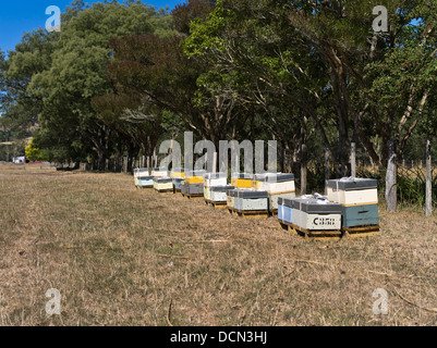 dh Bienenstöcke im Feld WAIRARAPA NEUSEELAND Honigbienenstöcke Außerhalb Bienenstock Landwirtschaft Stockfoto