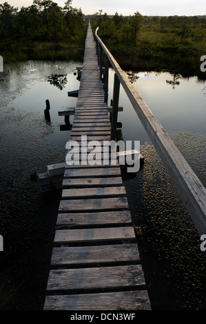 Männikjärve Moor-Wanderweg In Endla Nature Reserve Estland Stockfoto