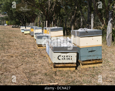 dh Bienenstöcke im Feld WAIRARAPA NEUSEELAND NZ Honigbiene Bienenstock Bienenstock Bienen hive Boxen draußen Stockfoto