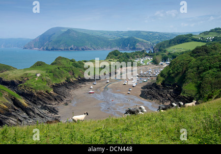 Watermouth, Devonshire eine Küstenstadt Inlet an der Nordküste, mit Strand und Bootsanlegestellen mit Schaf im Vordergrund. Eine im Vereinigten Königreich Stockfoto