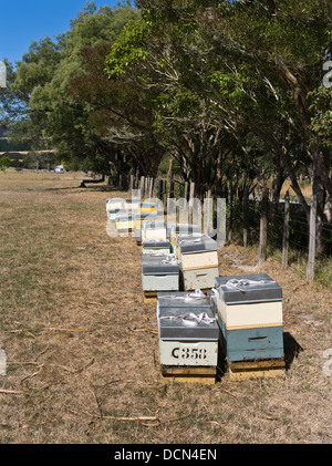 dh Bienenstöcke im Feld WAIRARAPA NEUSEELAND Bienenstöcke Wairarapa Honigbienenbienen Stockfoto