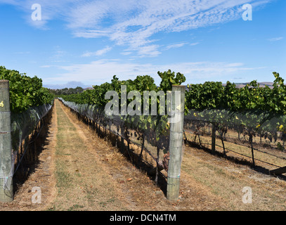 Dh Martinborough NEUSEELAND WAIRARAPA Wein Weinberg Reben Trauben blue sky Weinberge Feld Rebe Stockfoto