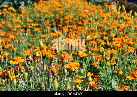 Ringelblumen im Garten Stockfoto
