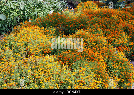 Ringelblume Orange Blumen im Garten Stockfoto