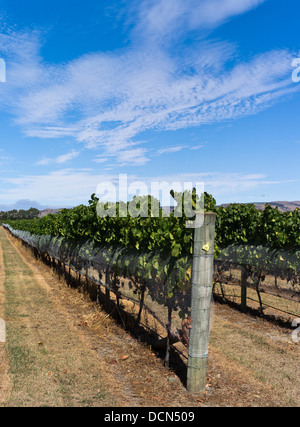 Dh Martinborough NEUSEELAND WAIRARAPA Wein Weinberg Reben Trauben Weinberge blauer Himmel Stockfoto