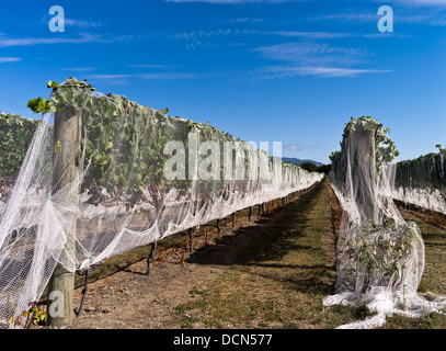 Dh Martinborough NEUSEELAND WAIRARAPA Wein Weinberg Weinreben vogel Netze moderne Rebsorten Feld Stockfoto