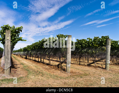 Dh Martinborough NEUSEELAND WAIRARAPA Weinbergen Wein Weinberg Reben Trauben Rebsorten Blauer Himmel Stockfoto