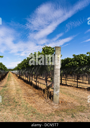 Dh Martinborough NEUSEELAND WAIRARAPA Wein Weinberg Weinreben Weinreben Feld Weinberge Tal Stockfoto