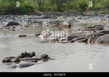 Nilpferde schwimmen in Tansania (Afrika) Stockfoto