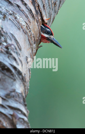 Ein rot-Himalaja-Sapsucker (Sphyrapicus Nuchalis) steckt seinen Kopf aus einem Nest Hohlraum Loch, Bitterroot Valley, Montana Stockfoto