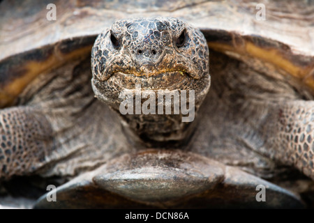 Gopher Schildkröte Gopherus polyphemus Stockfoto