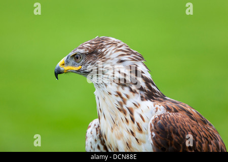 Kopf und Schulter Porträt ein eisenhaltiger Falke vor einem natürlichen grünen Hintergrund. Stockfoto