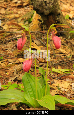 Pink Lady Slipper, Dark Hollow Falls Trail, Shenandoah National Park in Virginia, USA Stockfoto