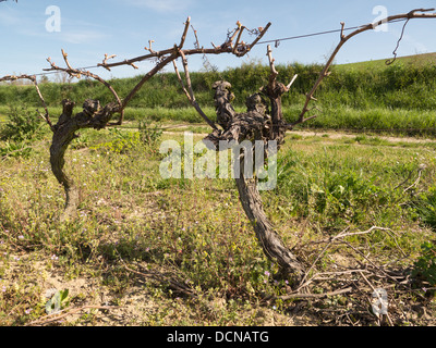 Reben zurückschneiden, das Holz bereit für neues Wachstum in Languedoc Frankreich Stockfoto