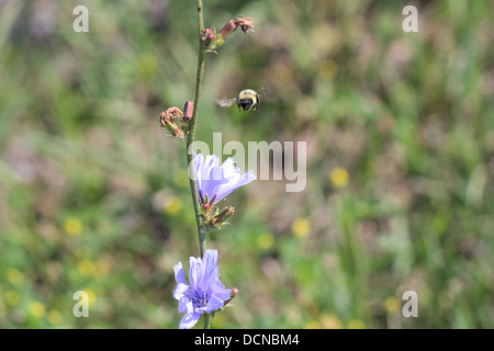 Hübsche Chicorée-Pflanze mit blauen Blüten wachsen auf der Wiese neben einer Straße Stockfoto