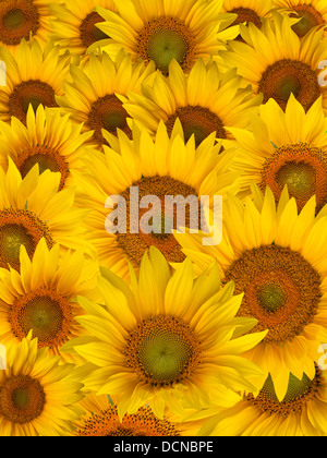 Sommer gelbe Sonnenblumen Blüten Nahaufnahme Stockfoto