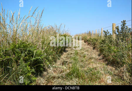 gemähten oder gemäht Weg in einem Rasen mit einer Fläche links unmowed