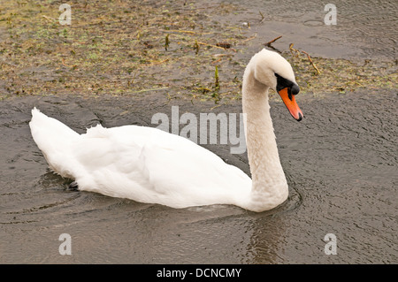 Mute swan auf dem Fluss Coln Bibury Gloucestershire England Großbritannien Stockfoto