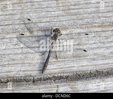 Männliche schwarze Darter Sympetrum Danae ruht auf Holzstegen über Marschland an Thursley gemeinsamen Surrey UK Stockfoto