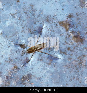 Teich-Skater oder Wasser Strider (Gerris Lacustris) auf der Oberfläche eines Teiches trocknen abgedeckt mit einer metallischen Folie aus Eisen Stockfoto