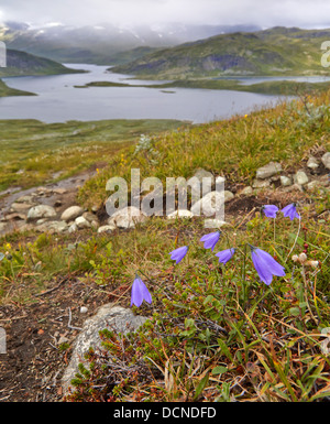 Glockenblume Campanula Rotundifolia bekannt als Bluebell in Norwegen hier am See Bygdin Jotunheimen Nationalpark Stockfoto