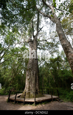 Woodville Grossbaum (Outeniqua Yellowwood) ist über 800 Jahre alt, Wilderness, Westkap, Südafrika Stockfoto