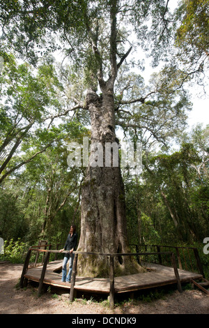 Woodville Grossbaum (Outeniqua Yellowwood) ist über 800 Jahre alt, Wilderness, Westkap, Südafrika Stockfoto