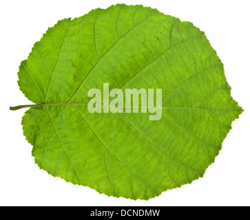 Rückseite des grünen Hazel leaf isolierten auf weißen Hintergrund Stockfoto
