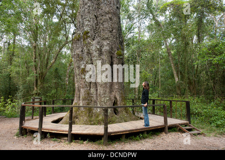 Woodville Grossbaum (Outeniqua Yellowwood) ist über 800 Jahre alt, Wilderness, Westkap, Südafrika Stockfoto