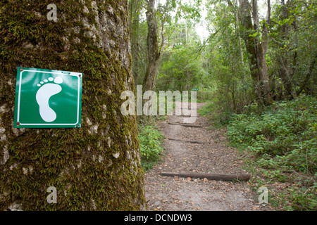 Woodville Big Tree Forest Trail, Wilderness, Garden Route National Park, Western Cape, Südafrika Stockfoto