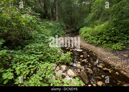 Woodville Big Tree Forest Trail, Wilderness, Garden Route National Park, Western Cape, Südafrika Stockfoto