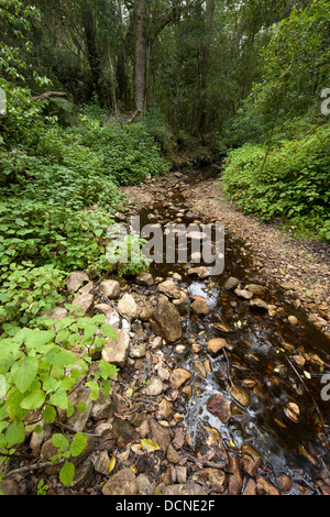 Woodville Big Tree Forest Trail, Wilderness, Garden Route National Park, Western Cape, Südafrika Stockfoto