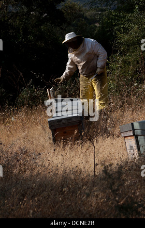 Ein Puremiel, ein Honig-Unternehmen, das produziert Bio rohen-Honig-Imker prüft Biene Boxen im Naturpark Los Alcornocales Stockfoto