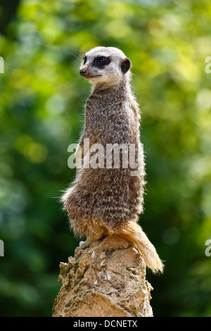 Ein Erdmännchen hält einen Blick draußen auf einem Felsen. Stockfoto