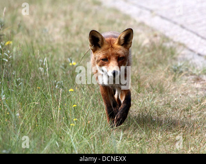 Europäischer roter Fuchs (Vulpes Vulpes) zu Fuß in Richtung der Kameras Stockfoto