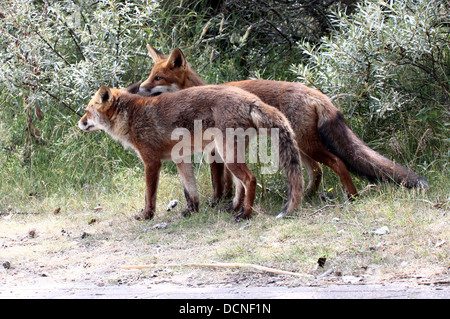 Reihe von detailliertes Nahaufnahme von Mutter und Sohn europäischer roter Fuchs (Vulpes Vulpes) Stockfoto