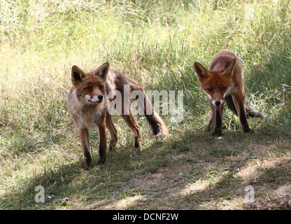 Nahaufnahme von Mutter und Sohn europäischer roter Fuchs (Vulpes Vulpes) Jagd - Serie von 10 Bildern Stockfoto