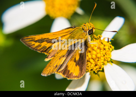 Fütterung auf kleine Blume Schmetterling Stockfoto