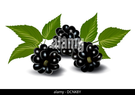 Frische Beeren mit Blättern. Vektor-illustration Stockfoto