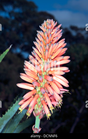 Nahaufnahme des Kaps / Bitter Aloe / rot Aloe /Tap Aloe Blume Kopf - Aloe Ferox - Familie Asphodelaceae Stockfoto