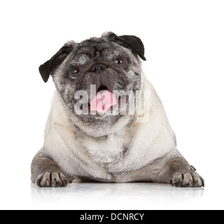 Mops Hund isoliert auf weißem Hintergrund Stockfoto