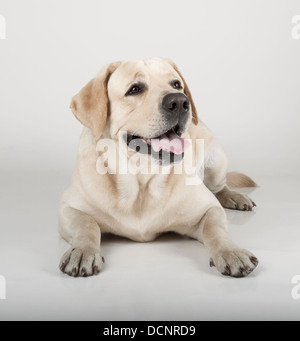 Niedlichen gelben Labrador Retriever Hund in Sepia-Farbton Stockfoto