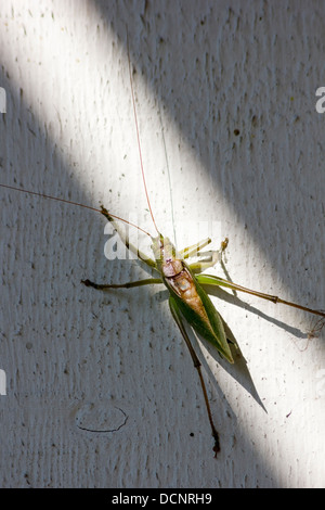 Tettigonia Cantans, männliche Grashuepfer auf Gebäudewand, Finnland Europa Stockfoto